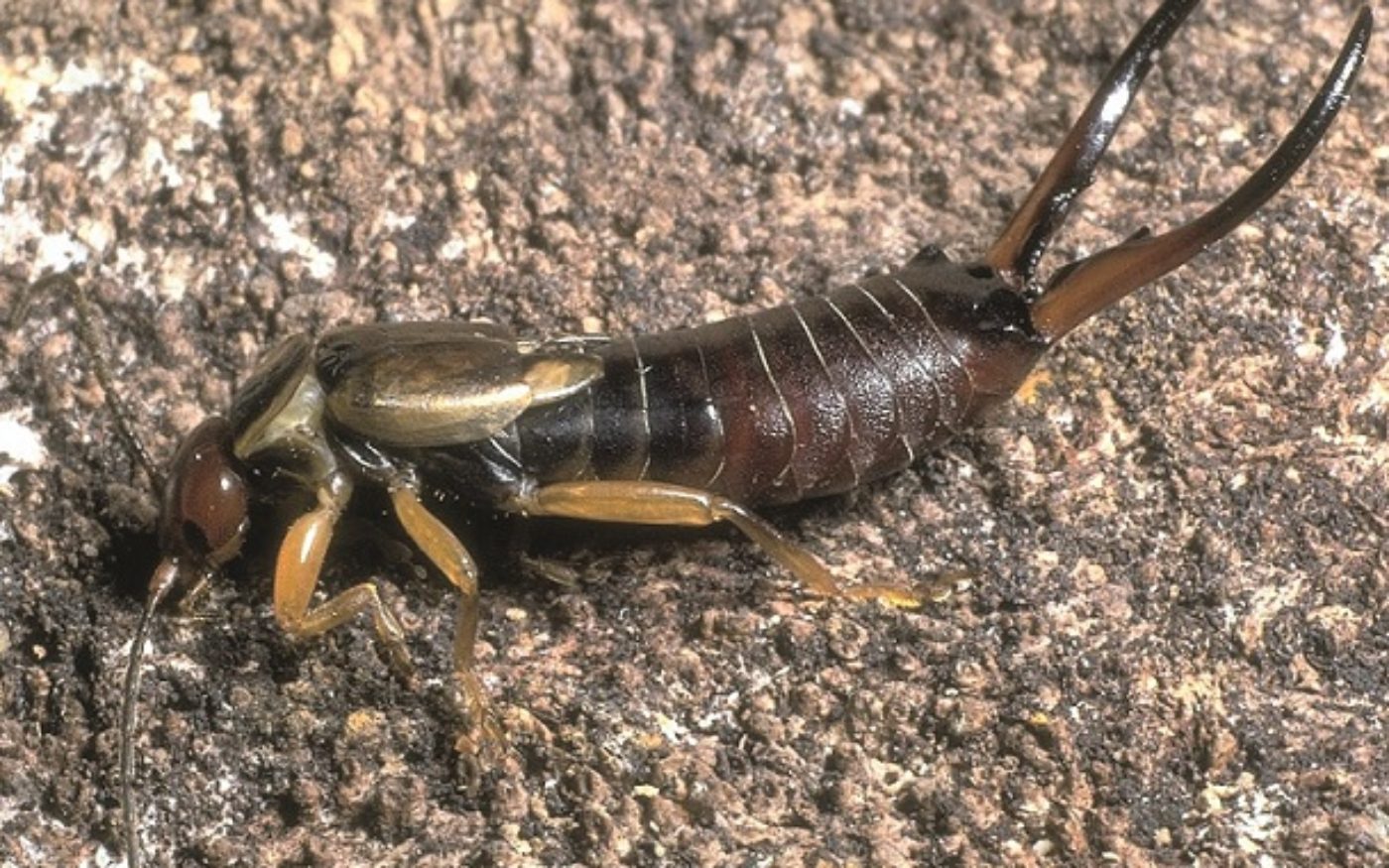 Common earwig, Forficula auricularia female